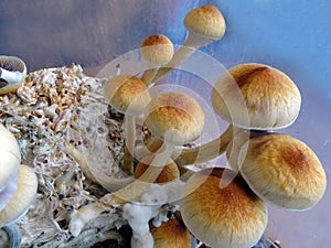 Psilocybe cubensis, magic mushrooms photo