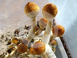 Psilocybe cubensis, magic mushrooms photo