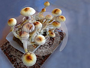 Psilocybe cubensis, magic mushrooms photo