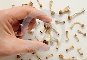 Psilocybe Cubensis mushrooms in man`s hand on white background. Psilocybin psychedelic magic mushrooms Golden Teacher. photo