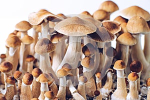 Psilocybe cubensis is a species of psychedelic mushroom