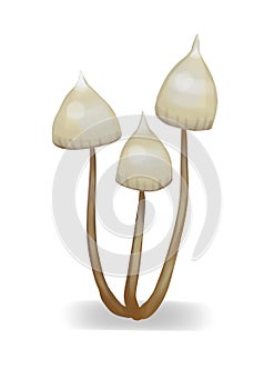 Psilocybe magic mushrooms