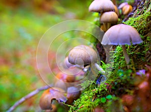 Psilocybe mushrooms in a beech tree trunk at Irati Pyrenees