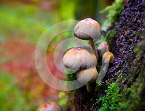 Psilocybe mushrooms in a beech tree trunk at Irati Pyrenees photo