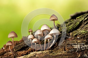 Psilocybe pelliculosa photo