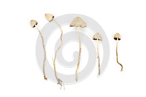 Psilocybe semilanceata
