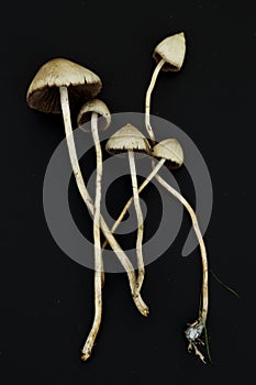 Psilocybe semilanceata