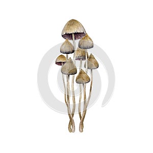 Psilocybe semilanceata mushroom group element. Watercolor illustration. Hand drawn liberty cap psilocybin shrooms