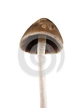 Psilocybe semilanceata mushrooms isolated photo