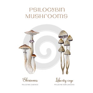 Psilocybe semilanceata and Psilocybe cubensis set. Watercolor illustration. Hand drawn liberty cap, shrooms psilocybin