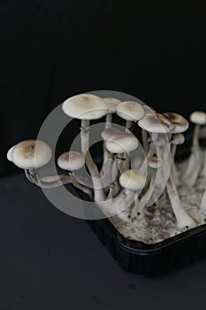 Psilocybin cubensis mushroom. Fresh Psilocybin shroom. Fungi hallucinogen