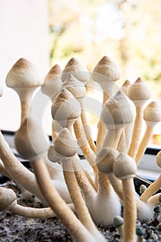 Psilocybin cubensis mushroom. growing Albino A strain. Fresh Psilocybin shroom. Psilocybin cubensis mushroom. Fungi hallucinogen.