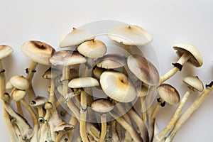 Psilocybin cubensis mushroom. Hallucinogenic Psychedelic drug. Medical research of psilocybin photo