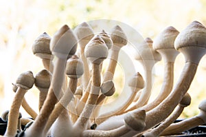 Psilocybin cubensis mushroom. Medical research of psilocybin . Fungi hallucinogen. Growing Albino A strain. Psilocybin cubensis