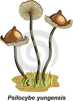 Psilocybin hallucinogenic magic mushrooms. Narcotic psychodelic mushroom psilocybin color illustration. Magic mushrooms