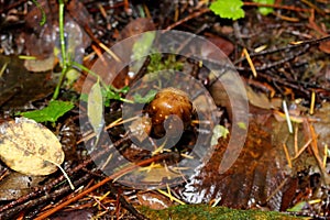 Psilocybin Hallucinogenic Mushrooms, Lewisville, WA, USA