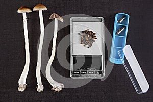 Psilocybin mushroom. photo