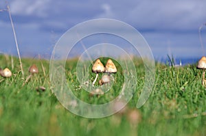 Psilocybin mushroom magic mushrooms photo