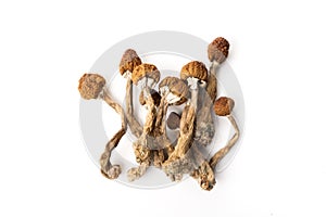 Psilocybin mushroom psilocybe cubensis photo