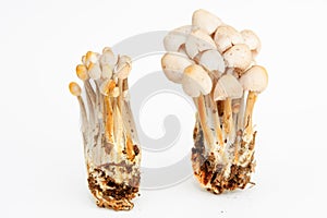 Psilocybin mushrooms