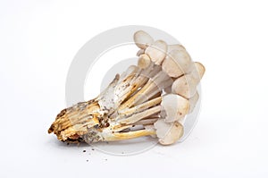 Psilocybin mushrooms