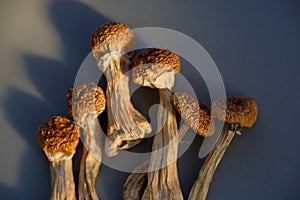 Psilocybin mushrooms on blue background. Psychedelic magic mushrooms Golden Teacher. Medical use, alternative antidepressant