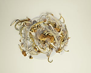 Psilocybin Mushrooms