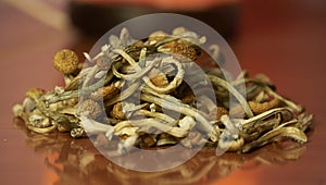 Psilocybin Mushrooms photo