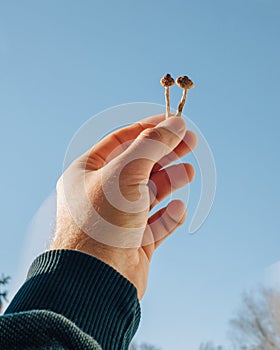 Psilocybin mushrooms in man`s hand on blue sky background. Psychedelic magic Golden Teacher mushrooms. Medical usage. Microdosing