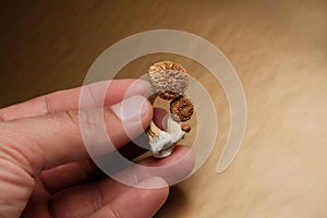 Psilocybin mushrooms in man's hand on golden background. Psychedelic magic Golden Teacher mushrooms