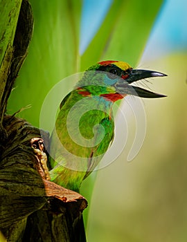 Psilopogon Megalaima mystacophanos - Red-throated Barbet  bird in Megalaimidae, found in Brunei, Indonesia, Malaysia, Myanmar,