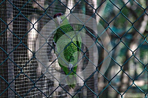 Psittacara holochlorus, Mexican green parakeet in captivity, lagoon of ventanilla oaxaca, MÃÆÃÂ©xico photo