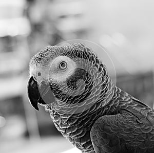 Psittacidae bird at the pet shop in Taichung, Taiwan photo