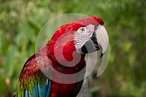 Psittacidae, parrot