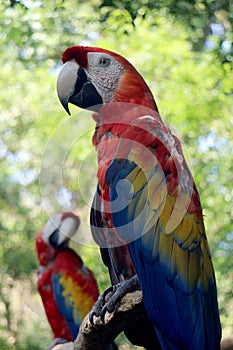 Psittacidae - Parrot photo