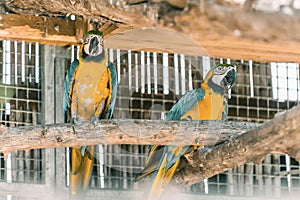 Psittaciformes common name is parrots