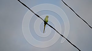 Psittaciformes or parrot sitting on rope with natural background