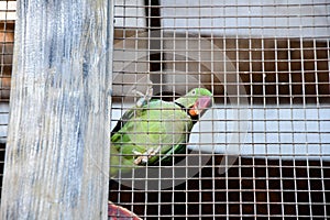 Psittacoidea parrot in a cage