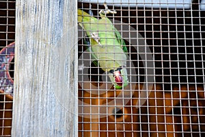 Psittacoidea parrot in a cage