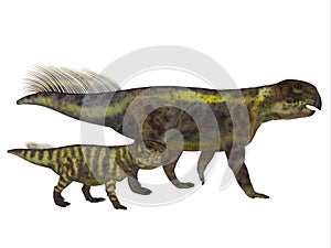 Psittacosaurus Dinosaur with Juvenile