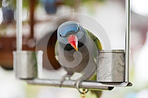 Psittacula alexandri parrot close-up on an iron perch looking at photo