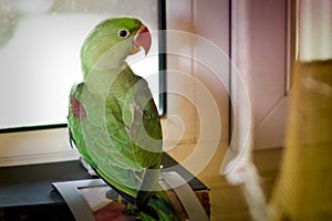 Psittacula eupatria parrot