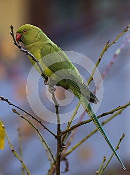 Psittacula Krameri, a non-native parrot, photo
