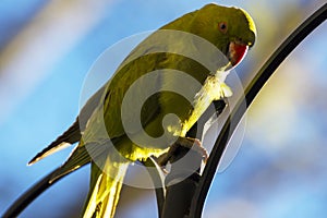 Psittacula Krameri, a non-native parrot, photo