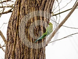 Ring-necked parakeet, Psittacula krameri, building nest in London, Richmond Park. White sky background. photo