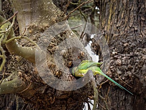 Psittacula krameri, Ring-necked parakeet in London, Richmond Park, entering nest. photo