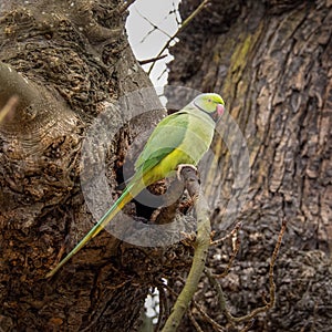 Psittacula krameri, Ring-necked parakeet in London, Richmond Park, near nesting hole. Square crop image photo