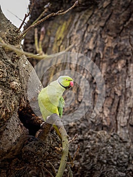 Psittacula krameri, Ring-necked parakeet in London, Richmond Park, about to enter nest. photo