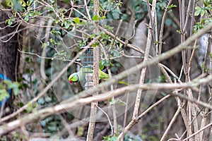 Psittacula krameri sitting on bird feeder with fat balls