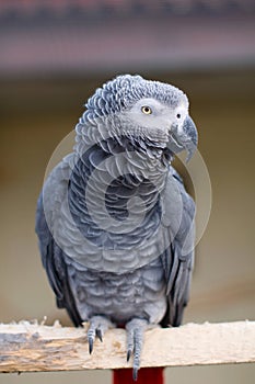 Psittacus erithacus. African Grey Parrot